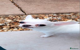 Chihuahua dogs for sale: Smooth coated white girl   - Image 5