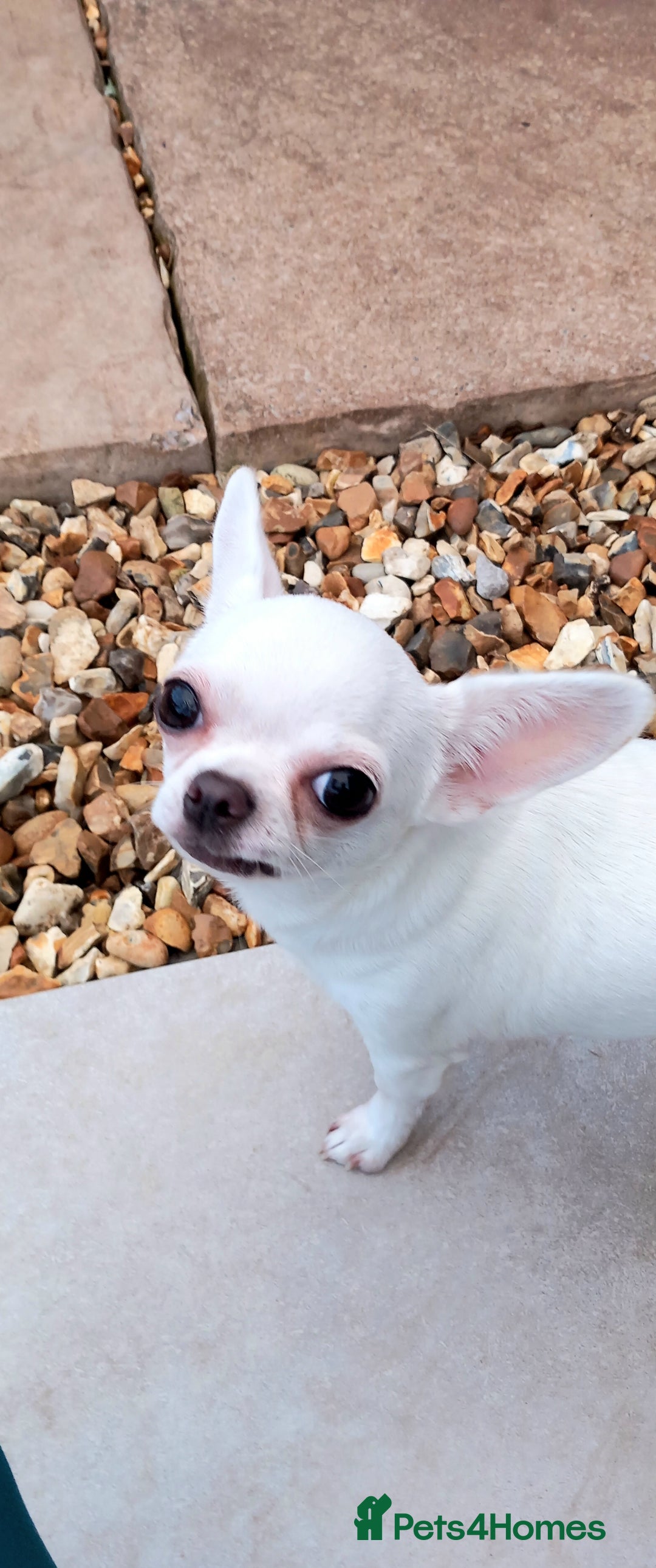 Chihuahua dogs for sale: Smooth coated white girl   - Image 5