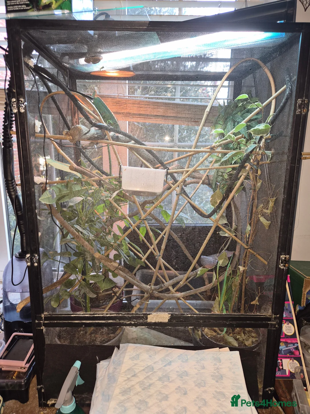 Chameleon reptiles for sale: Female Pied Veiled Chameleon  in Stowmarket - Advert 1