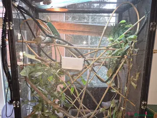 Chameleon reptiles Female Pied Veiled Chameleon - Advert 6