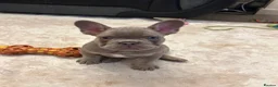 French Bulldog dogs for sale: Kc registered french bulldog puppies  - Advert 3