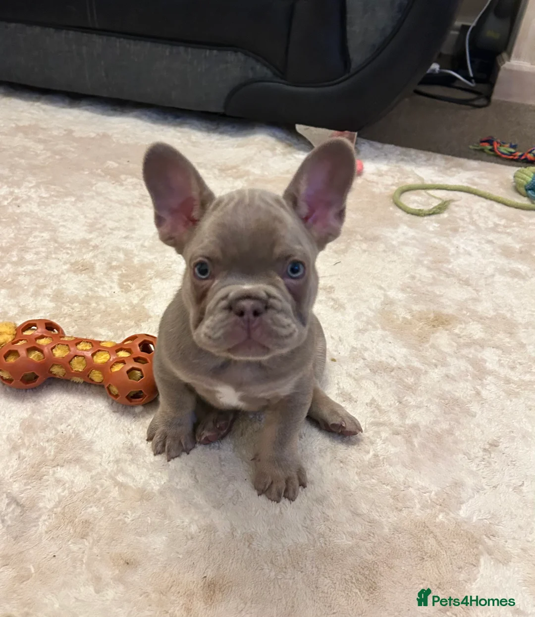 French Bulldog dogs for sale: Kc registered french bulldog puppies  - Advert 3