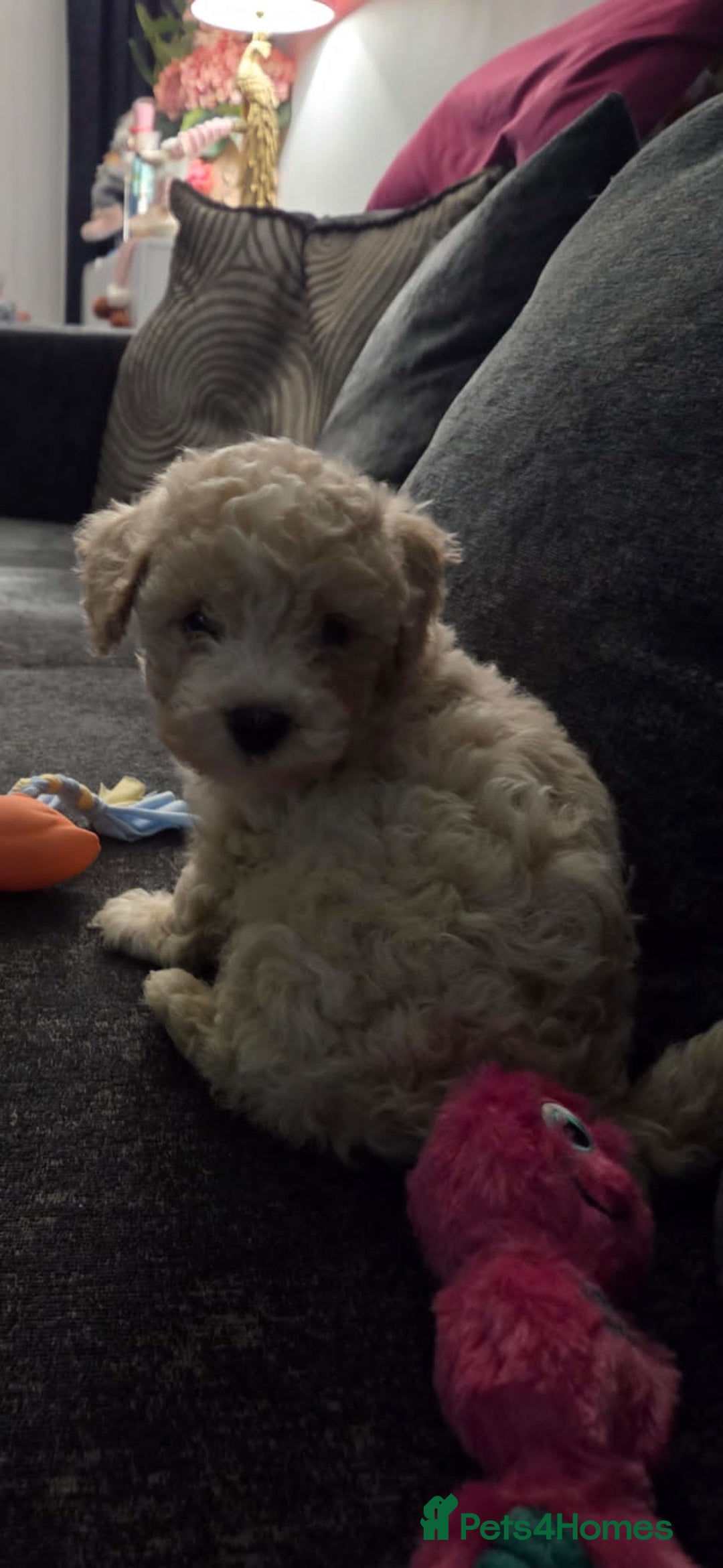 Maltipoo dogs for sale: Maltipoo 10weeks old - Advert 5