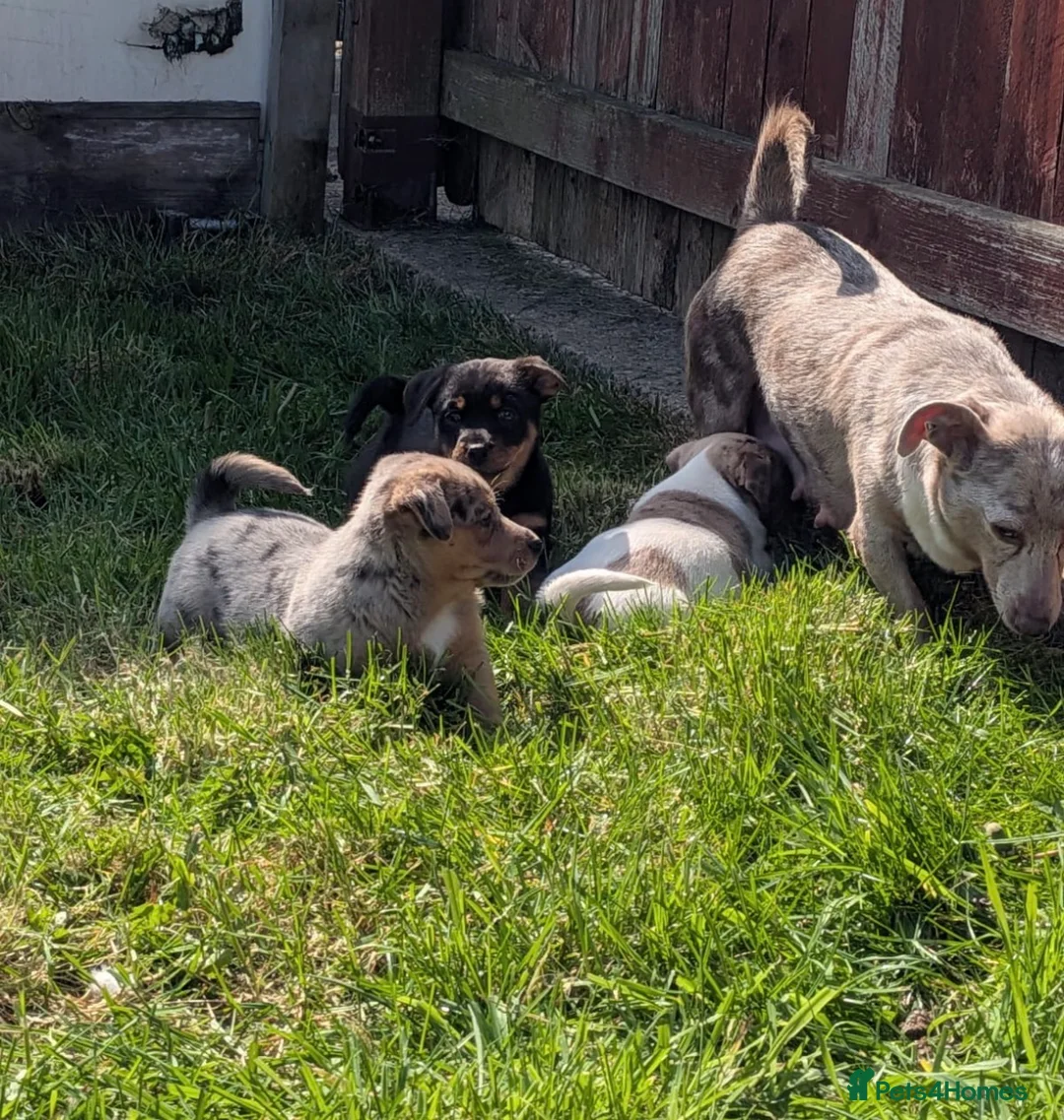 Mixed Breed dogs for sale: Dahs x Pom pups  in Nottingham - Advert 1