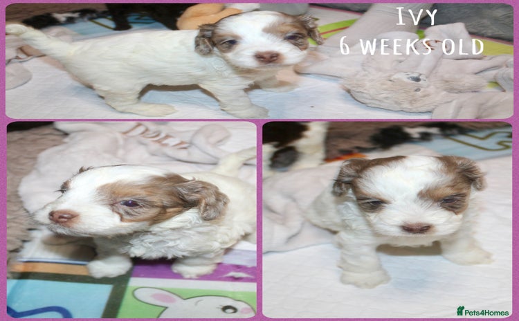 Cockapoo dogs - Advert 1