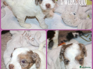 Cockapoo dogs - Advert 1