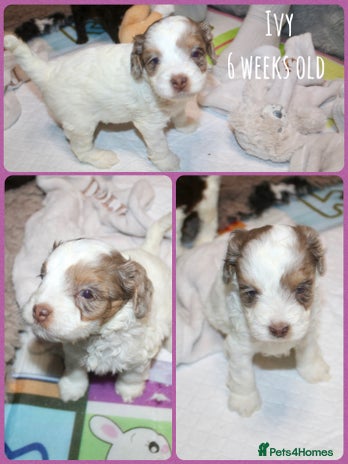 Cockapoo dogs - Advert 1