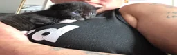 Mixed Breed cats for sale: Kittens for Sale in Bridlington - Advert 29