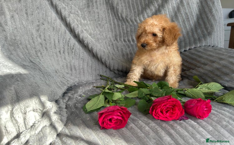Miniature Poodle dogs - Advert 2