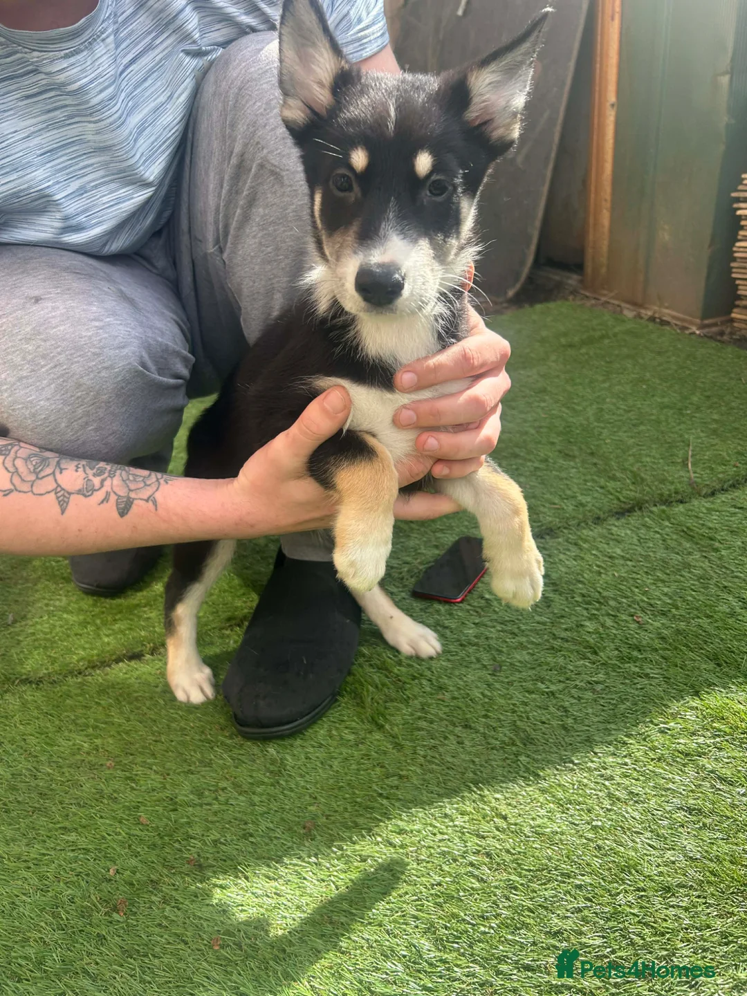 Mixed Breed dogs for sale: Puppies  in Selby - Advert 2