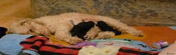 Toy Poodle dogs for sale: Kc reg toy poodles  - Advert 1