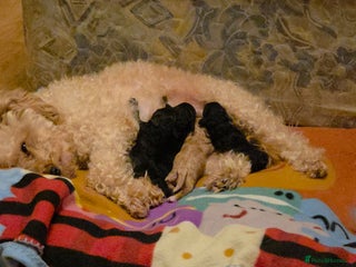 Toy Poodle dogs Kc reg toy poodles - Advert 1