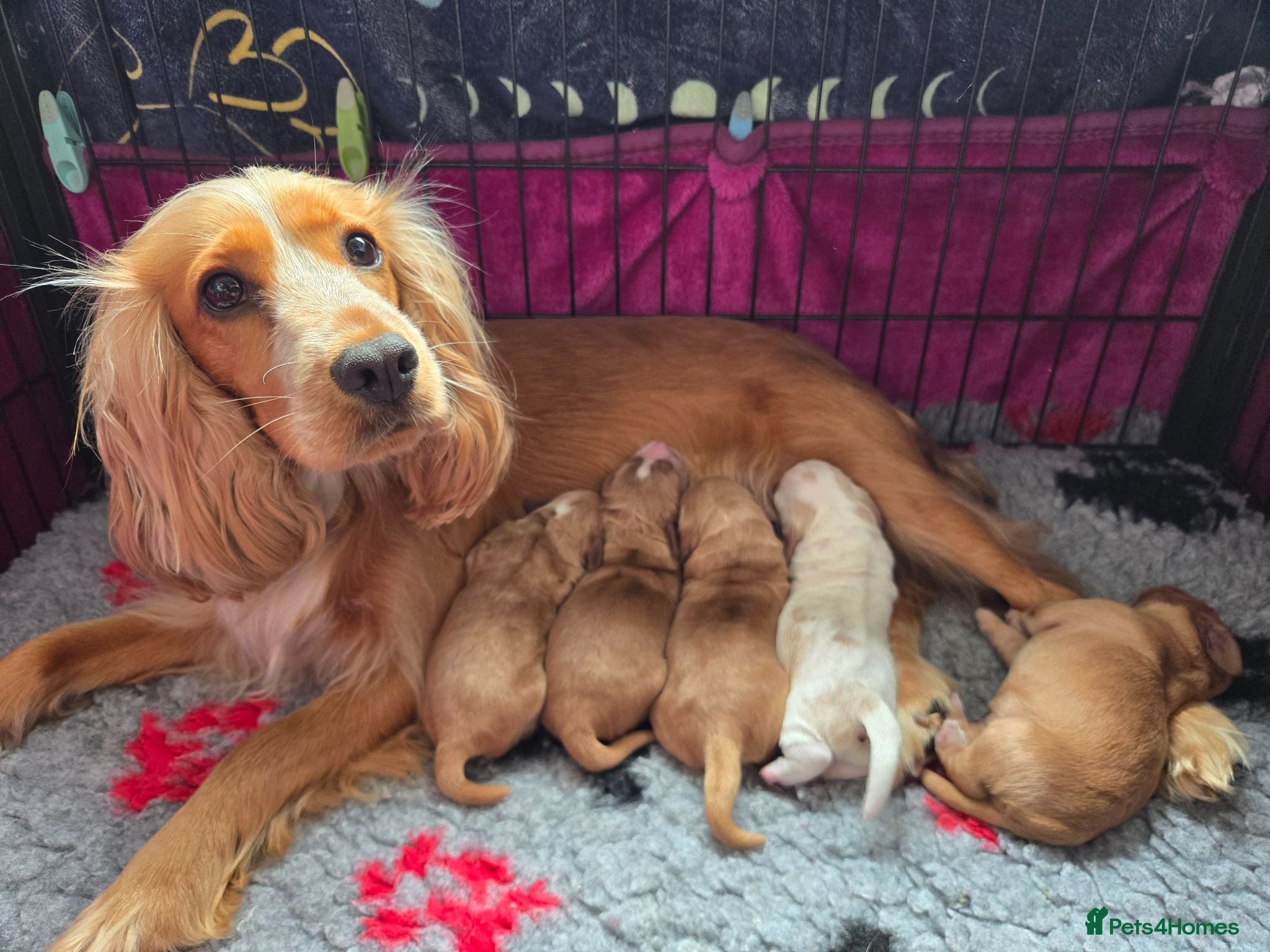 Cocker Spaniel dogs KC registered Show Cocker Spaniels  - Advert 3