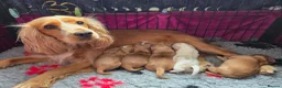 Cocker Spaniel dogs for sale: KC registered Show Cocker Spaniels  - Advert 1