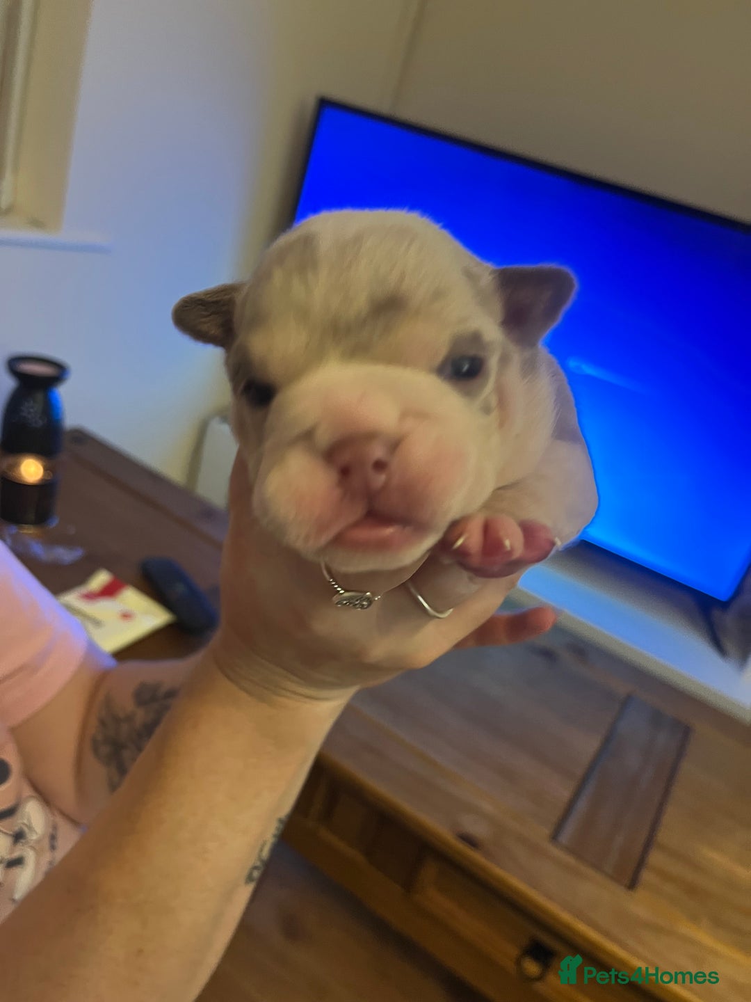English Bulldog dogs for sale: English Bulldogs  - Image 24