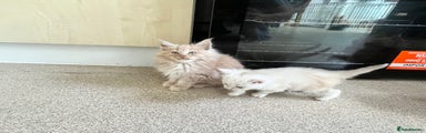 Maine Coon Kitten 1