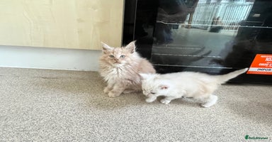 Maine Coon cats - Advert 3