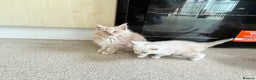 Maine Coon cats for sale: 2 boys (PET ONLY) - Advert 13