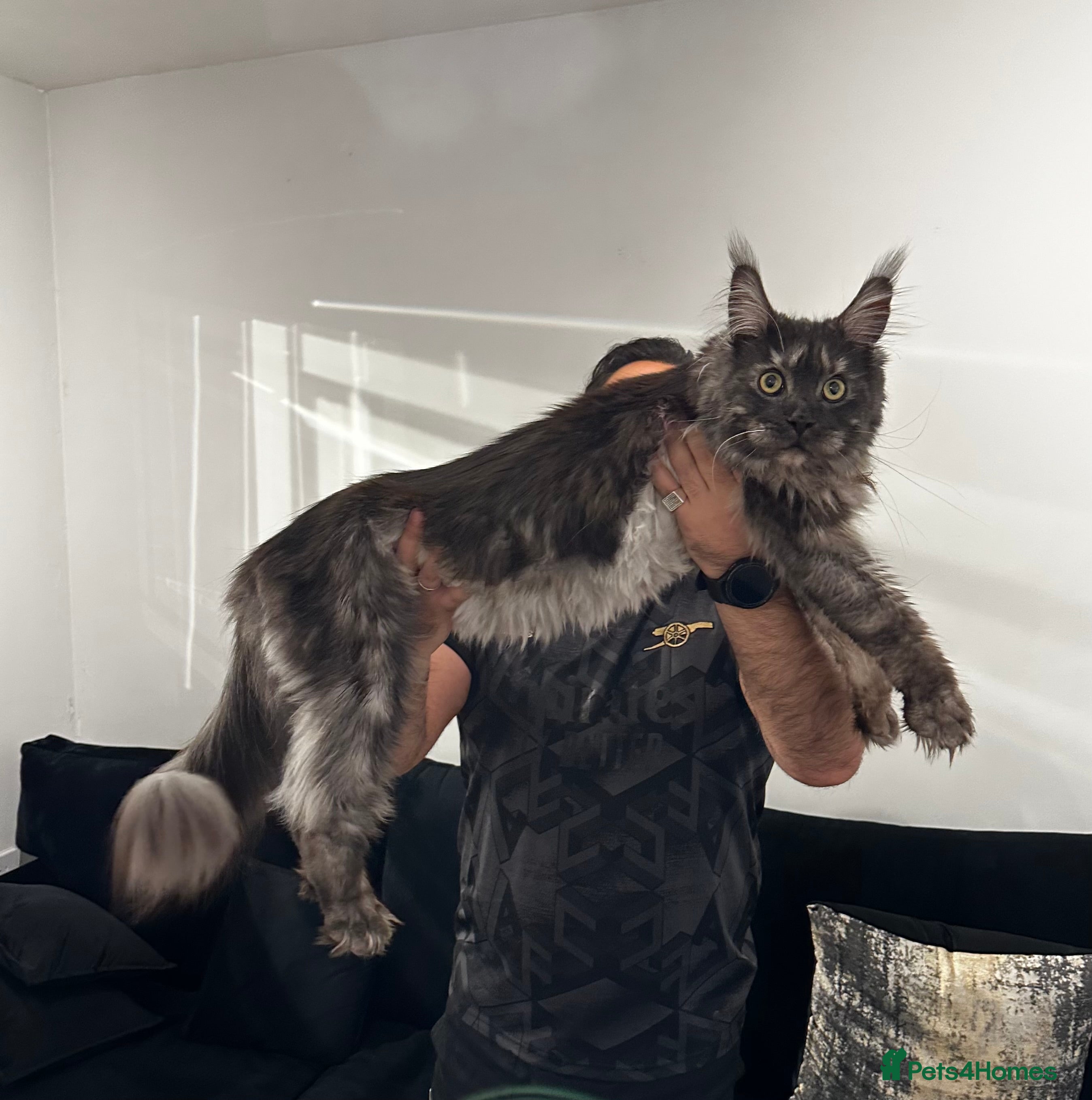 Maine Coon cats Looking for a new home - Advert 16
