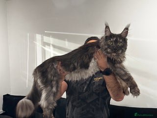 Maine Coon cats Looking for a new home - Advert 16