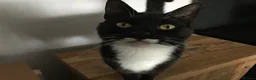 Mixed Breed cats for sale: Apollo - Advert 4