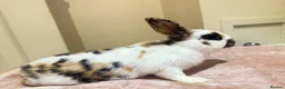 Mixed Breed rabbits for sale: Beautiful Tri-Coloured Buck in Keighley - Advert 7