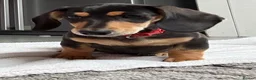 Miniature Dachshund dogs for sale: Miniature Dachshund  - Advert 6