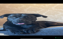Mixed Breed dogs for sale: Meet chase - Image 5