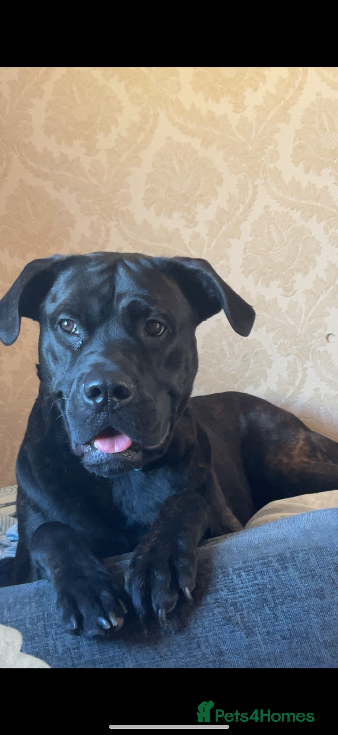Mixed Breed dogs for sale: Meet chase - Image 5