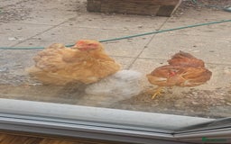 Hens poultry for sale: Hens x 6 - Advert 6