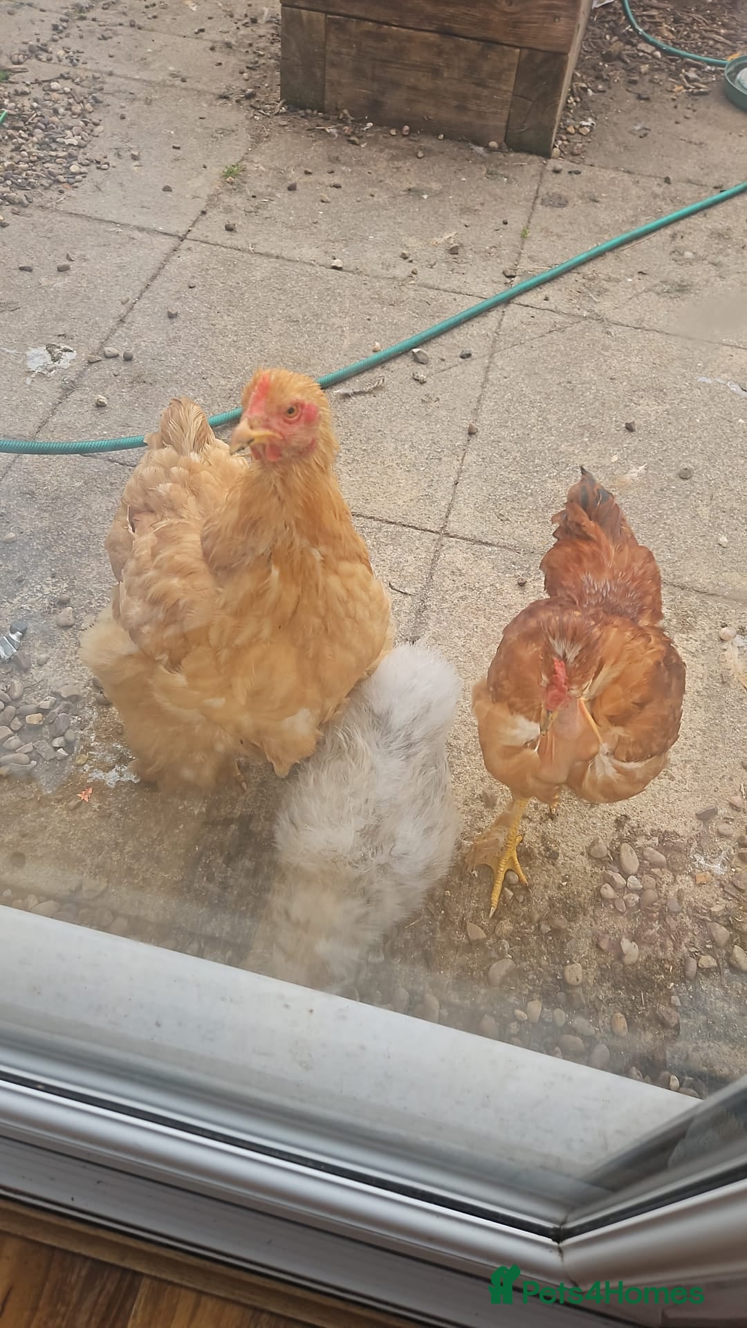 Hens poultry for sale: Hens x 6 - Advert 6