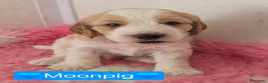 Moonpig