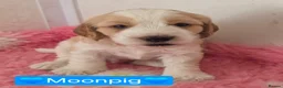 Cockapoo dogs for sale: Health Tested F2 Cockapoo Puppies  - Advert 21