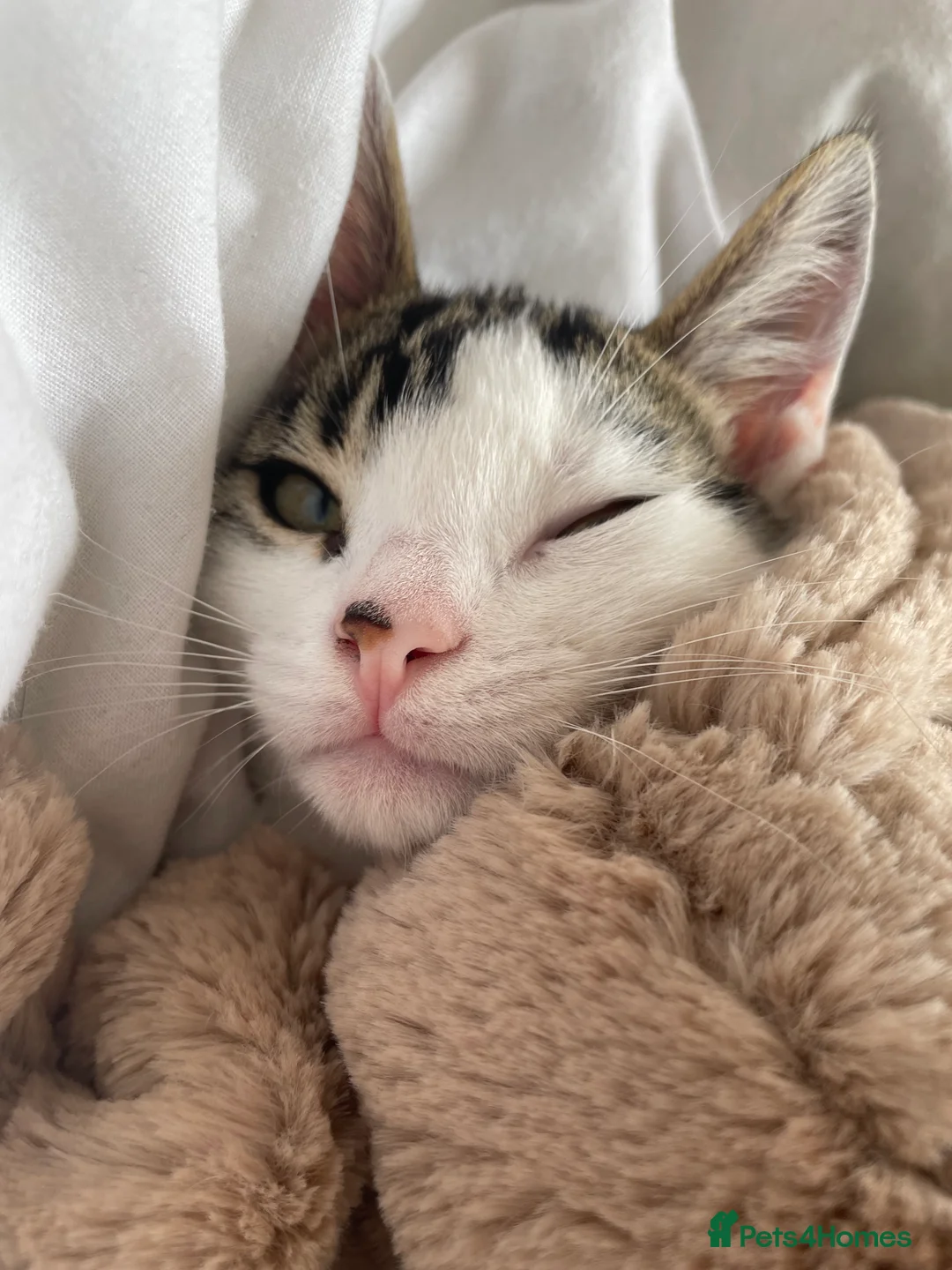 Mixed Breed cats for sale: Two beautiful boy kittens in Watford - Advert 4