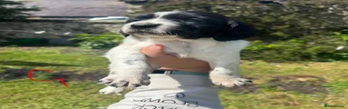 Springador 5