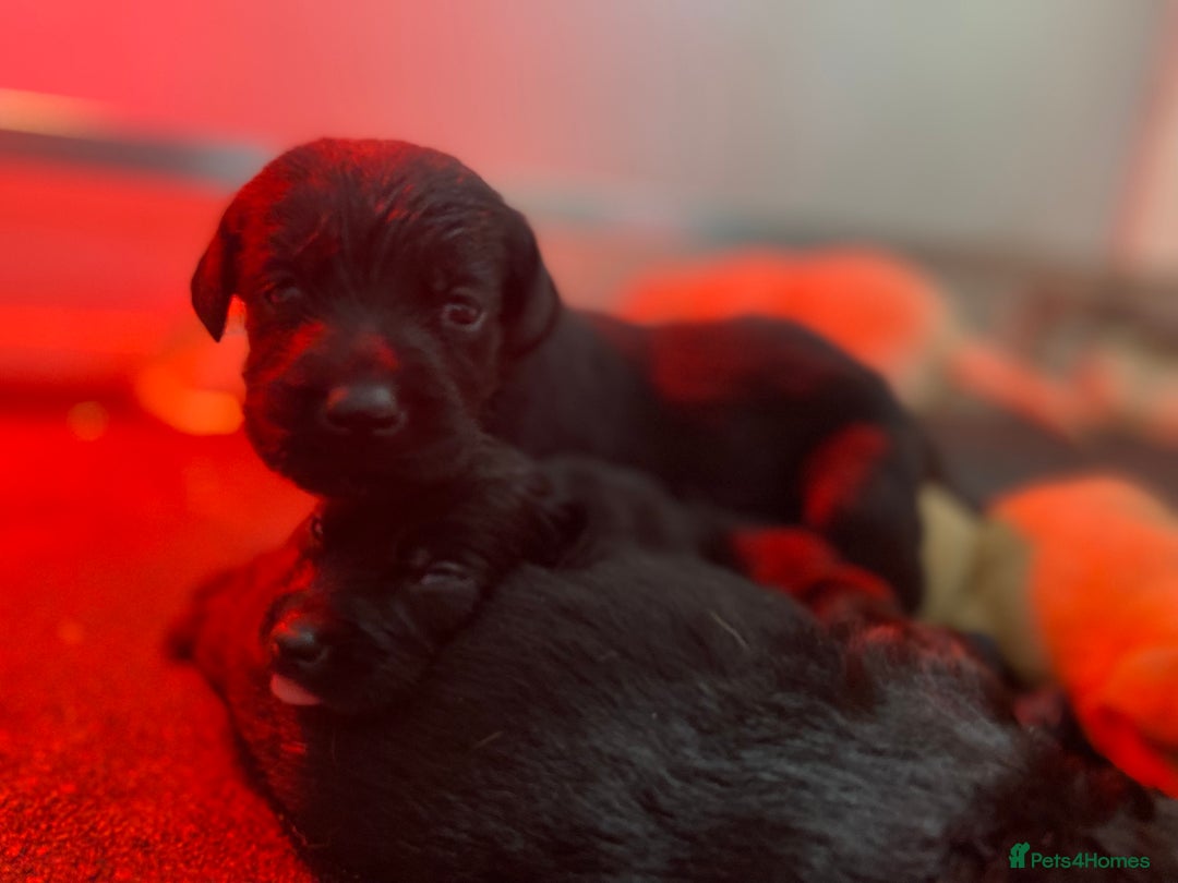 Labrador Retriever dogs for sale: Labrador pups  - Image 19