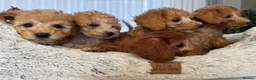 Toy Poodle dogs for sale: 5 star Tiny Toy Poodles puppies 🐶 raised with ❣️ - Advert 9