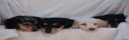 Miniature Dachshund dogs for sale: LONGHAIRED MINIATURE DACHSHUNDS  - Advert 8