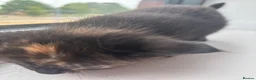 Maine Coon cats for sale: 1/2 Maine coon kittens  in Wolverhampton - Advert 7