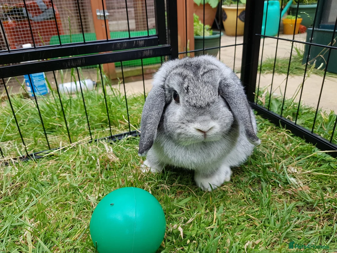 Mini Lop rabbits for sale: Spayed and neutered rabbits for adoption VAC rhd2  - Advert 2