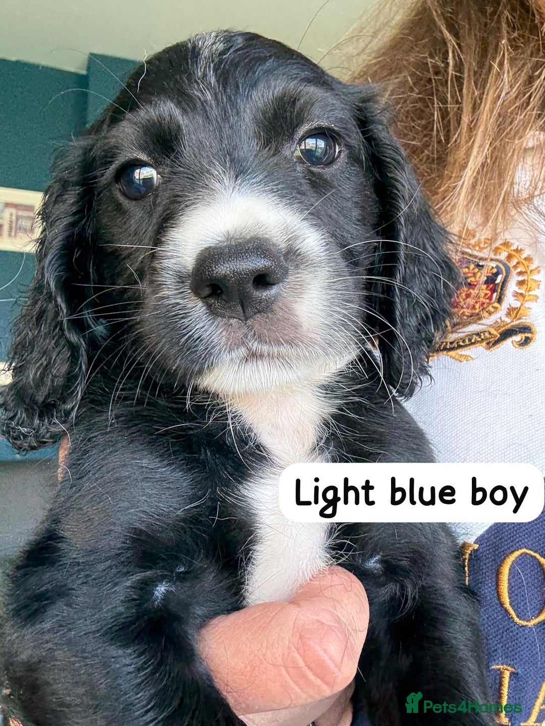 Sprocker dogs for sale: Sprocker Spaniel pups READY NOW - Image 16