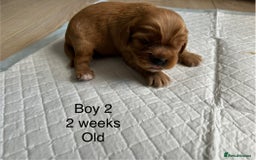 Cavapoo dogs for sale: Stunning Cavapoo puppies  - Image 10