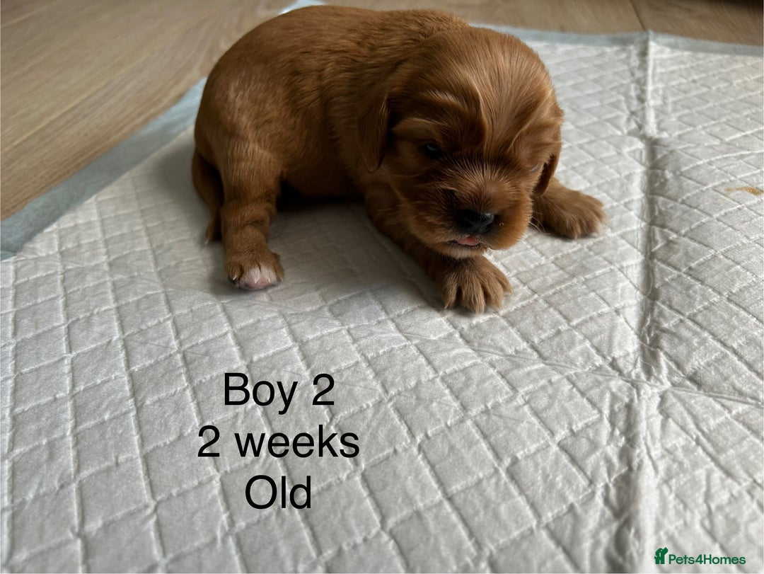 Cavapoo dogs for sale: Stunning Cavapoo puppies  - Image 10