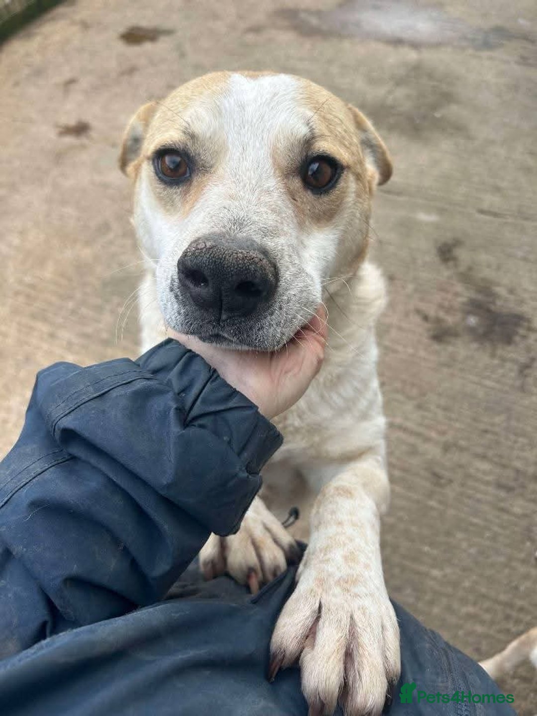 Mixed Breed dogs for adoption: Meet Barry,currently residing in Cheshire  - Image 3