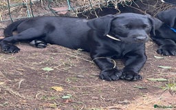Labrador Retriever dogs for sale: 🐾Ready Now🐾Black Male FTCH Pedigree Forward Pups - Image 34
