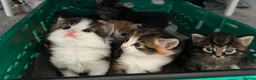 Mixed Breed cats for sale: Adorable fluffy kittens - Advert 1
