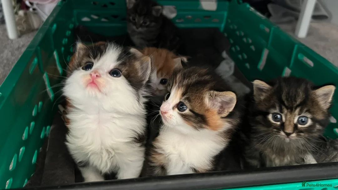 Mixed Breed cats for sale: Adorable fluffy kittens - Advert 1