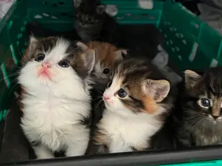 Mixed Breed cats Adorable fluffy kittens - Advert 2