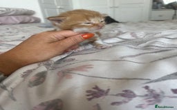 Domestic Shorthair cats for sale: Beautiful kittens ❤️❤️ - Image 14