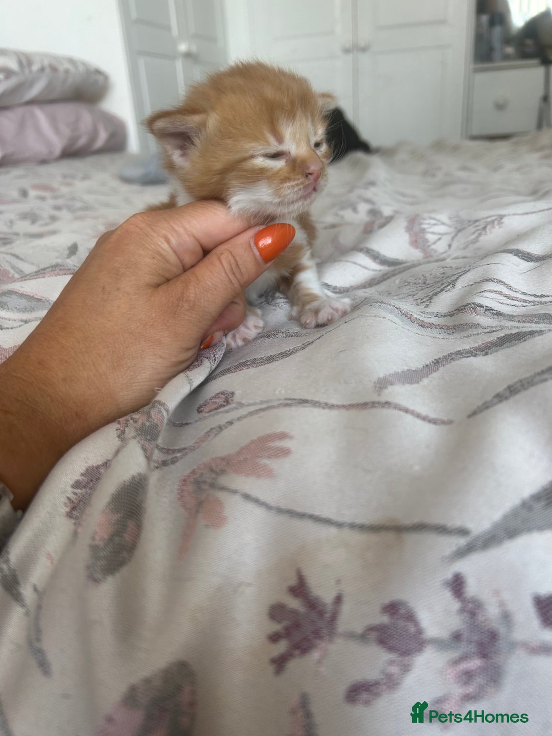 Domestic Shorthair cats for sale: Beautiful kittens ❤️❤️ - Image 14